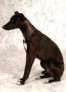 CH.GCH.Ifigénie Ayort Back - whippet