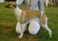 JCH.CH.Kirké Ayort Back - whippet