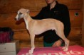 ANGEL´S DREAM Soulad - whippet