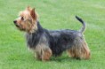 JCH.Beauty Bella Soulad - australian terrier